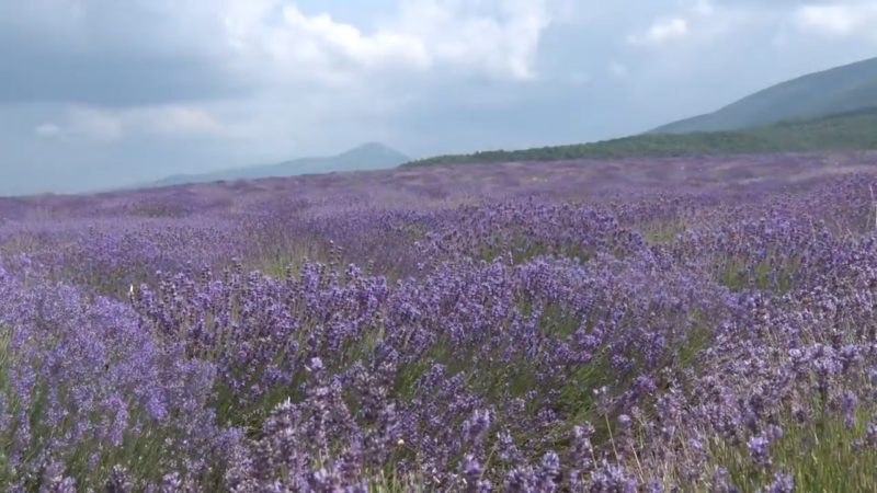 Lavanda u Srbiji