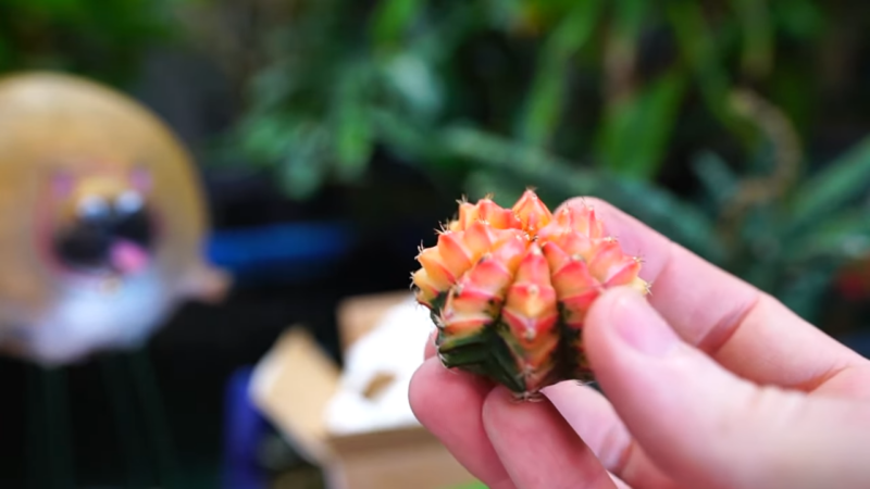 Variegated Moon Cactus __ gymnocalycium mihanovichii variegated