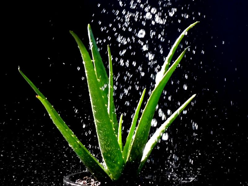 Aloe vera je poznata po svojim lekovitim svojstvima, ali i kao biljka koja ne traži puno pažnje.