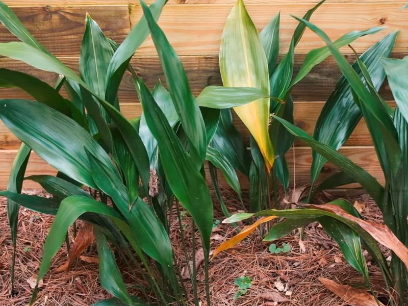 Gvozdena dama - Aspidistra